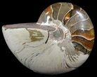 Polished Nautilus Fossil - Huge Specimen! #61346-1